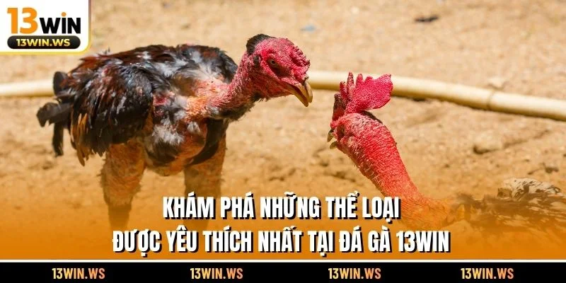 Khám phá những thể loại được yêu thích nhất tại đá gà 13WIN