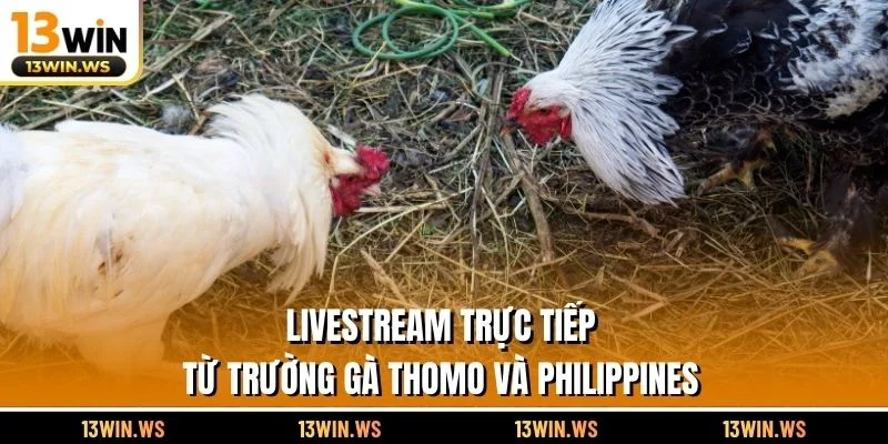 Livestream trực tiếp từ trường gà Thomo và Philippines