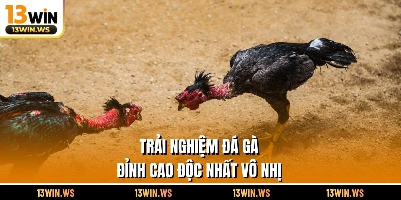 Trải nghiệm đá gà đỉnh cao độc nhất vô nhị